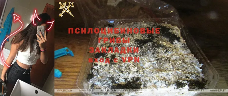 Псилоцибиновые грибы Psilocybine cubensis  как найти   Вельск 